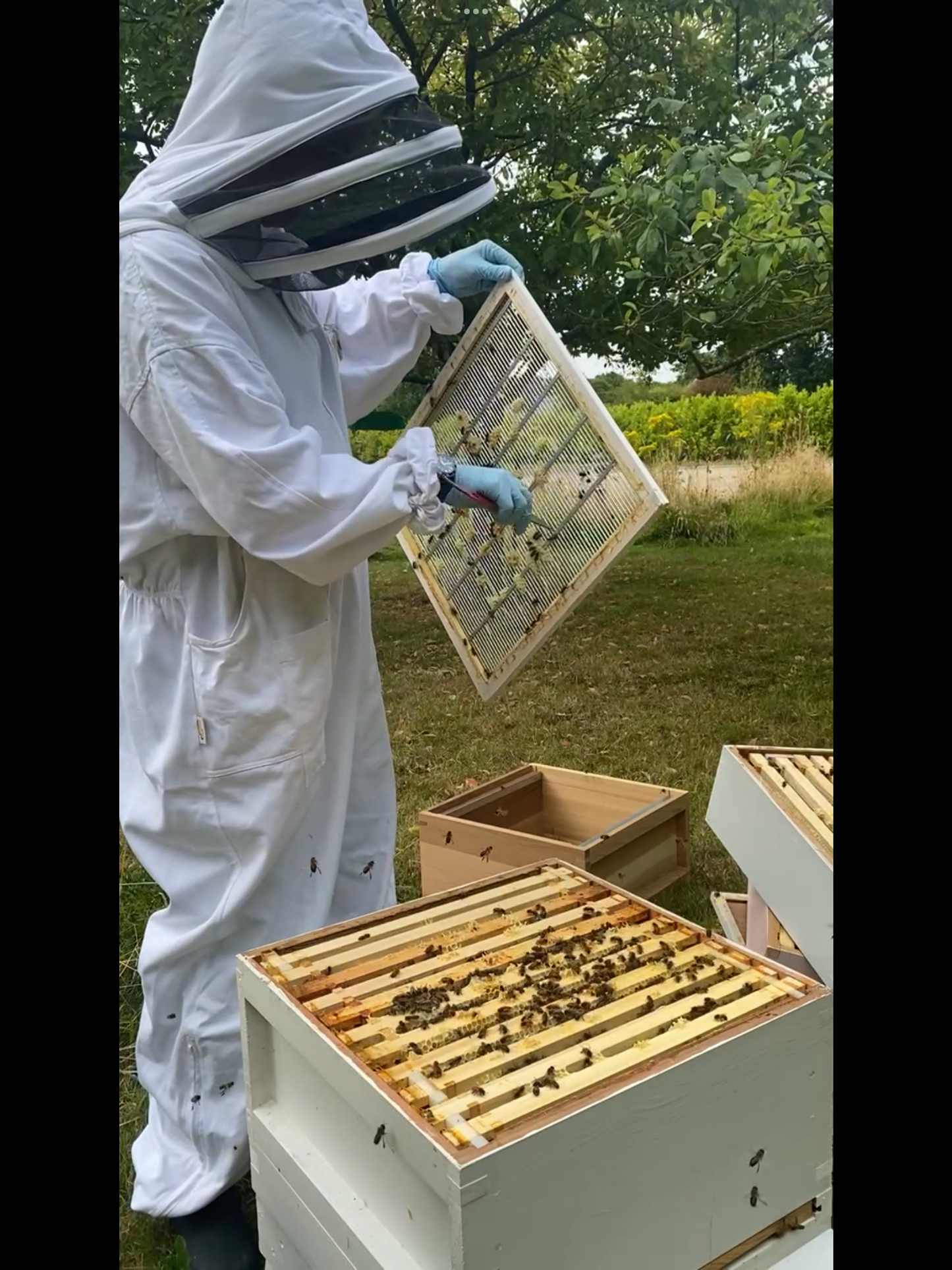 Bee keeping taster day