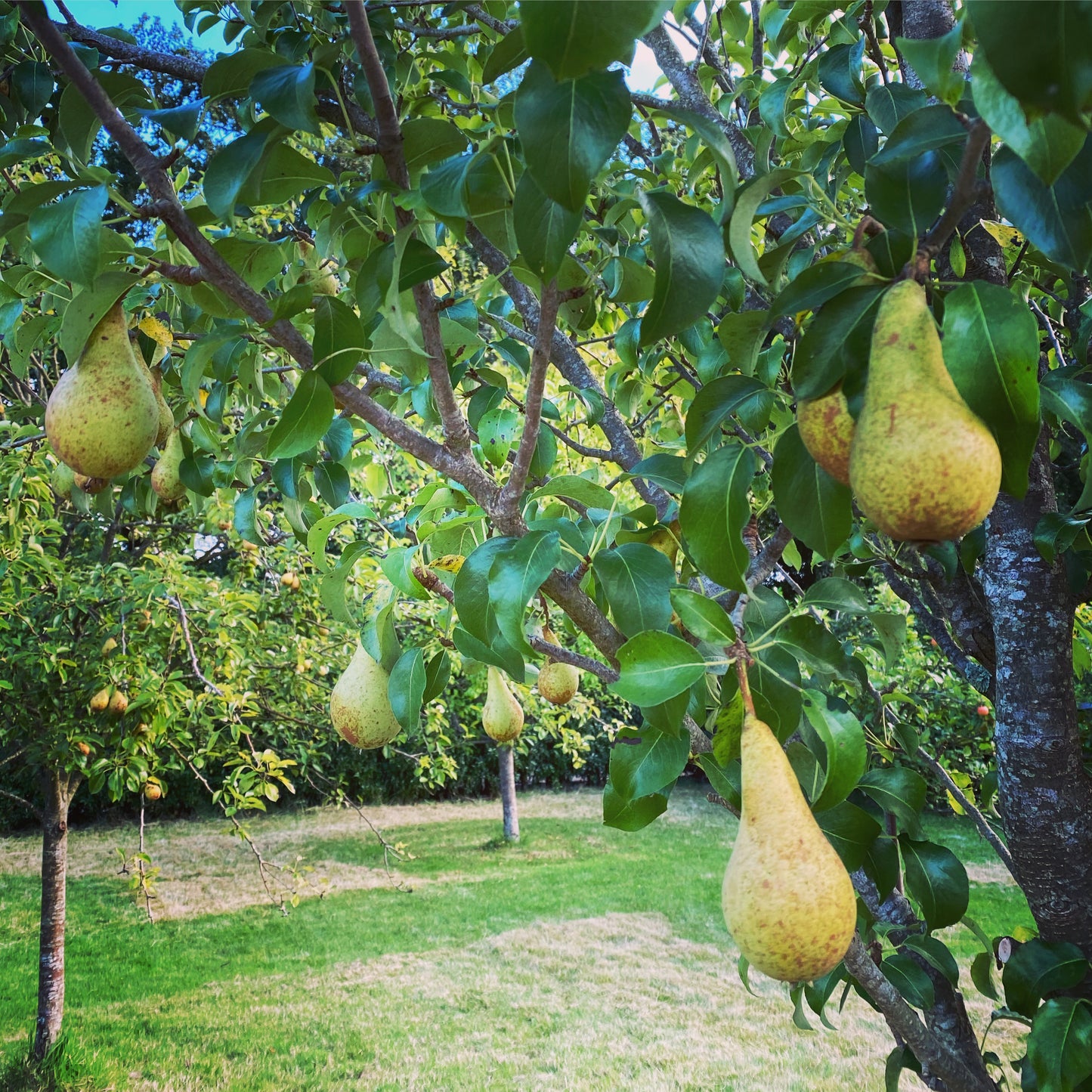 Pear & Ginger Compote